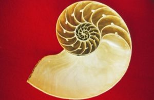 Schnecke