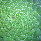 Mandala in Pflanze