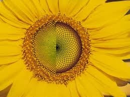 Sonnenblume Mandala Bedeutung